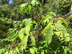 Sambucus racemosa racemosa