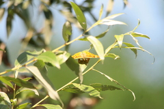 Apatura ilia
