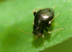 Halticus apterus