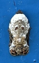 Acleris nivisellana
