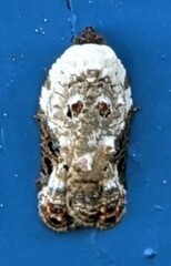 Acleris nivisellana