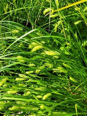 Carex tuckermanii