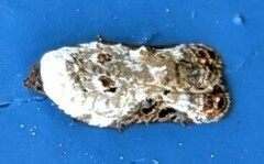 Acleris nivisellana