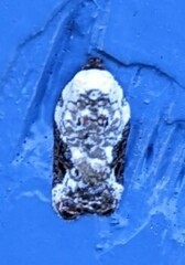 Acleris nivisellana