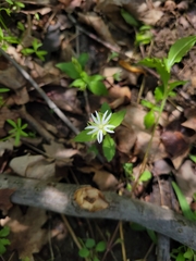 Stellaria pubera