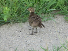 Phasianus versicolor