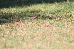 Haemorhous mexicanus