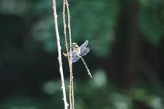 Cordulegaster boltonii