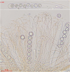 Pulvinula convexella
