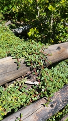 Ceanothus prostratus prostratus