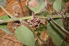 Acacia humifusa