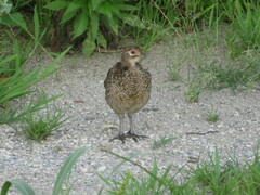 Phasianus versicolor