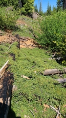 Ceanothus prostratus prostratus