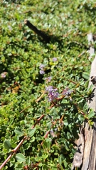Ceanothus prostratus prostratus