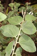 Acacia humifusa