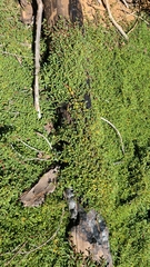 Ceanothus prostratus prostratus