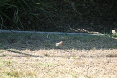 Haemorhous mexicanus