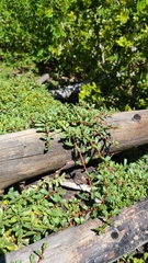 Ceanothus prostratus prostratus