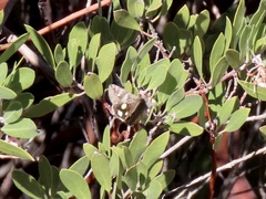 Litocala sexsignata