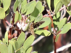 Litocala sexsignata