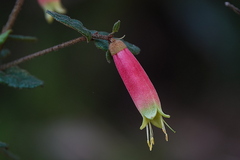 Correa reflexa speciosa