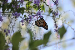 Danaus plexippus