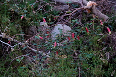 Correa reflexa speciosa