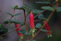 Correa reflexa speciosa