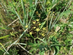 Bupleurum