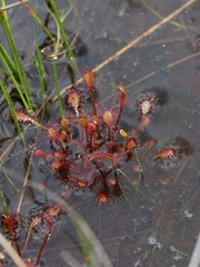 Drosera intermedia
