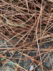 Odontomachus desertorum