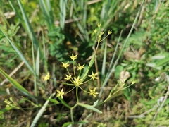 Bupleurum