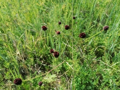 Sanguisorba officinalis