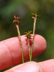 Carex exilis