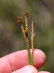 Carex exilis