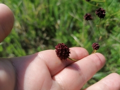 Sanguisorba officinalis