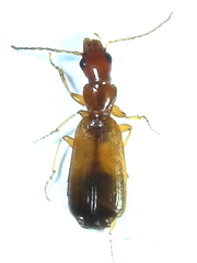 Paradromius linearis