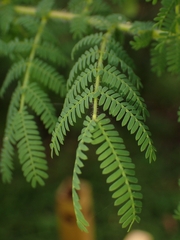 Acacia pubescens