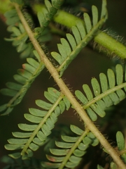 Acacia pubescens