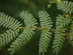 Acacia pubescens