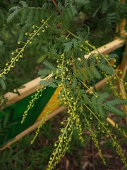 Acacia pubescens