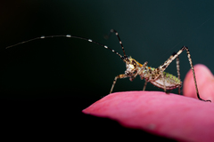 Orthoptera