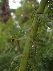 Acacia pubescens