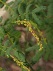 Acacia pubescens