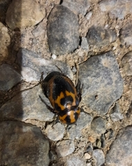 Cyclocephala
