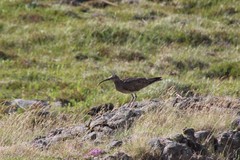 Numenius phaeopus phaeopus