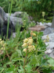 Heuchera alba