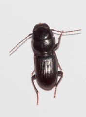 Dixus clypeatus