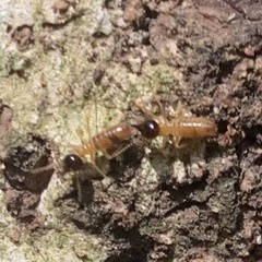 Nasutitermes corniger