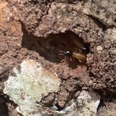 Nasutitermes corniger